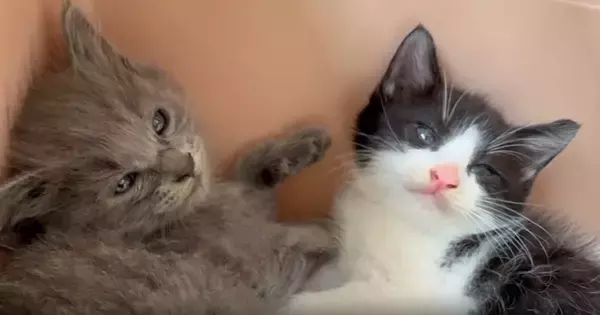 家に来て『1日目の子猫たち』→飼い主が少し近づいてみると…まさかの可愛すぎる行動に「とりあえずやっとく感」「めっちゃシンクロ」と反響