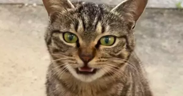 保護できなかった野良猫と半年ぶりの再会→まさかの『妊娠』が判明して…129万再生された『感動の物語』に「映画にできそう」「最高の結末」
