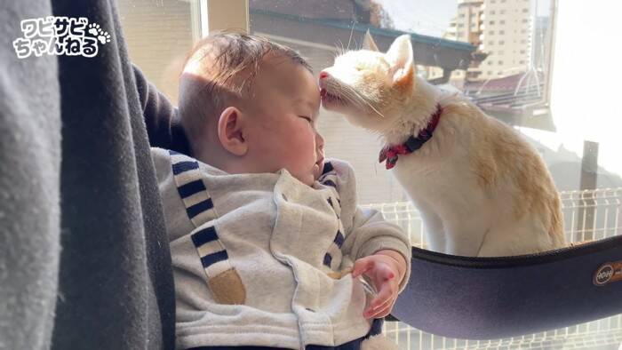 赤ちゃんを1年間見守ってくれた子猫…愛を感じる『温かな成長の記録』に感動的すぎると495万再生「動物って凄い」「ホロリと涙」の声