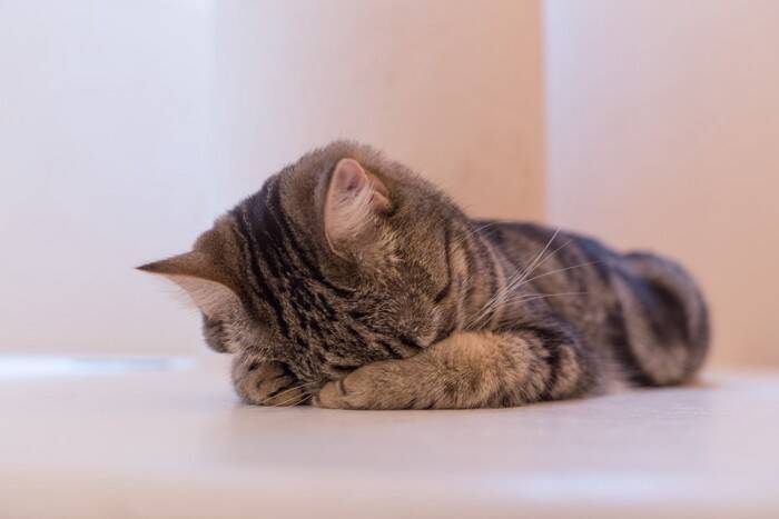 猫の『丸まり方』を見れば気持ちがわかる？3つの形ごとに異なる心理を解説