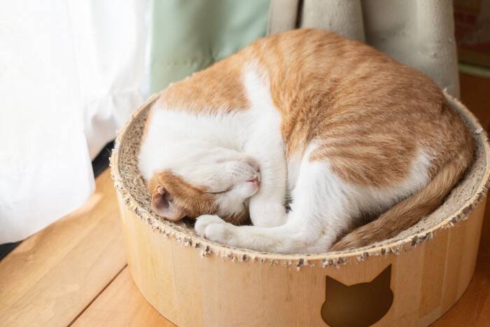 猫の『丸まり方』を見れば気持ちがわかる？3つの形ごとに異なる心理を解説