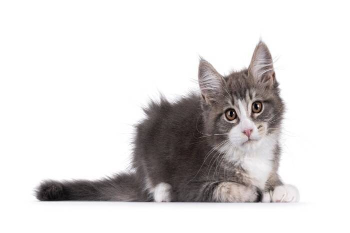 幸運をもたらすと言われる『多指症の猫』とは？興味深い5つの豆知識やエピソードもご紹介