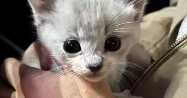 たった1個の猫缶とともに『捨てられていた子猫』→お迎えした結果…涙が出るほど尊い『成長記録』が13万再生「まさに天使」「感動した」