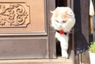 『脱走しようとする猫』に見られがちな特徴4選　逃げたがる理由から対策すべきことまで