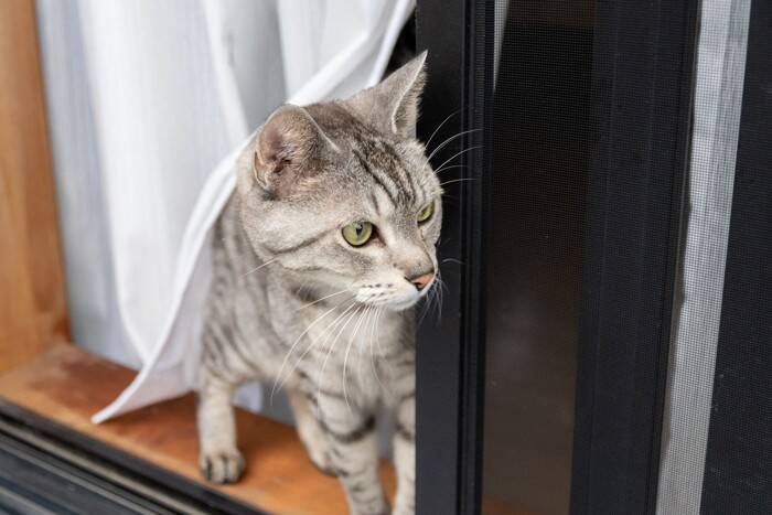 『脱走しようとする猫』に見られがちな特徴4選　逃げたがる理由から対策すべきことまで