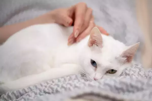 猫が亡くなったときに『形見』を残す方法5つ　愛猫の生きた証となる物とは