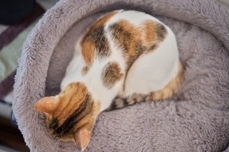 猫の体に見られる『個性的な模様』4選　ユニークな柄や珍しい柄の猫たちをご紹介