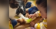 一緒にくつろいでいた『赤ちゃんと猫』を見守っていたら…涙が出るほど『尊い光景』が45万再生「なんて優しい時間」「めっちゃ可愛い」