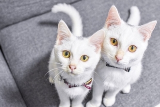 猫から『アイコンタクト』が送られてくるときの理由3つ　隠された心理や上手に応える方法もご紹介