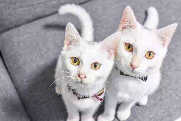 猫から『アイコンタクト』が送られてくるときの理由3つ　隠された心理や上手に応える方法もご紹介