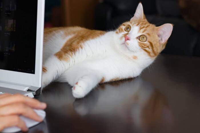 猫から『アイコンタクト』が送られてくるときの理由3つ　隠された心理や上手に応える方法もご紹介