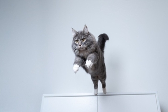 猫と一緒に住める『ペット可物件』でよく起こるトラブル4選　飼い主が守るべきマナーから予防策まで