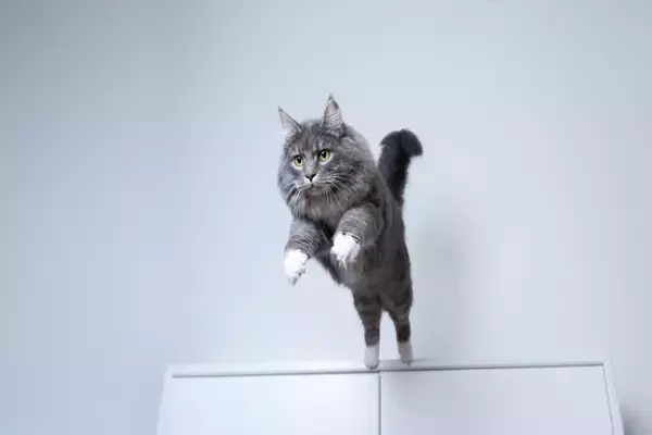 猫と一緒に住める『ペット可物件』でよく起こるトラブル4選　飼い主が守るべきマナーから予防策まで