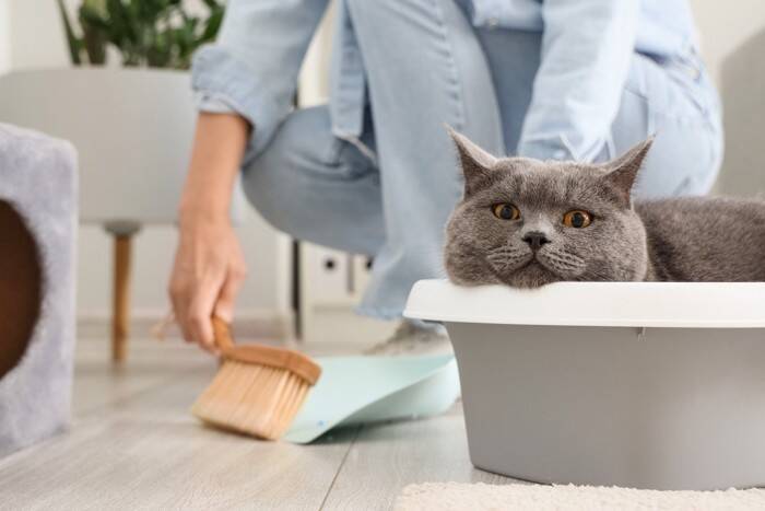 猫と一緒に住める『ペット可物件』でよく起こるトラブル4選　飼い主が守るべきマナーから予防策まで