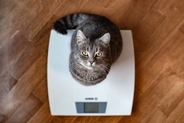 猫の『寿命を削る』飼い主のNG行為5選　控えるべき理由から長生きさせるために必要なことまで
