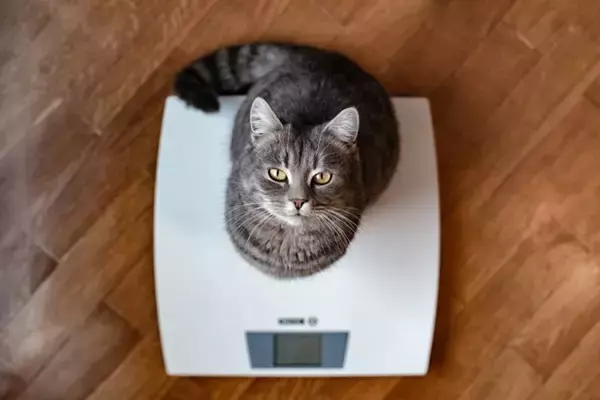 猫の『寿命を削る』飼い主のNG行為5選　控えるべき理由から長生きさせるために必要なことまで