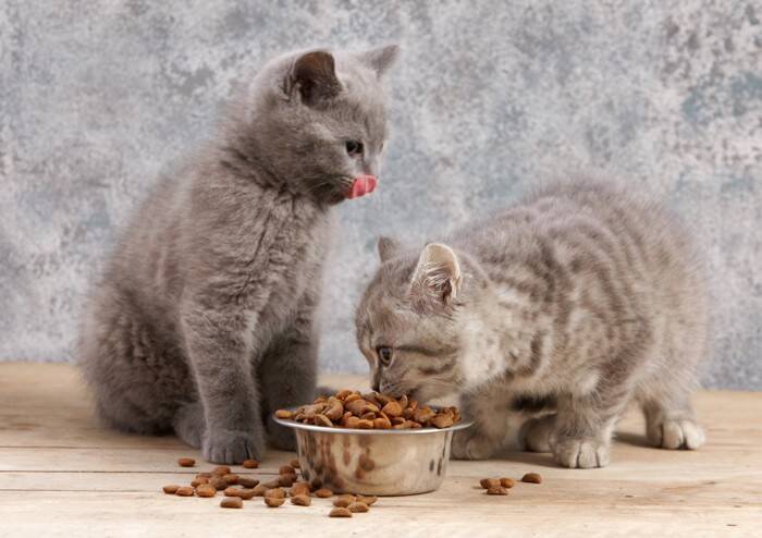 猫の『寿命を削る』飼い主のNG行為5選　控えるべき理由から長生きさせるために必要なことまで