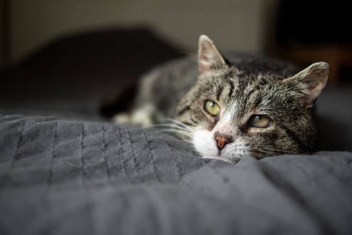 猫の『寿命を削る』飼い主のNG行為5選　控えるべき理由から長生きさせるために必要なことまで