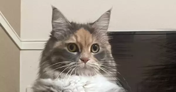 テレビ台の前にいた猫…日付が変わった瞬間に見せた『予想外すぎる行動』に「交信してるねｗ」「人入ってるｗ」「じわじわきた」の声