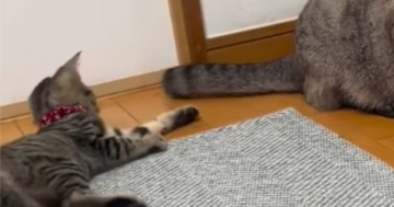 子猫にしっぽを触られて戸惑っていた先住猫→少しずつ態度が変化して…ほっこりする『現在の光景』に「優しいね」「尊い！」と反響