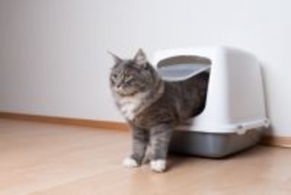猫が『トイレを失敗』することが増えたら注意すべき病気4選　それぞれの原因や症状、取るべき対処法まで解説