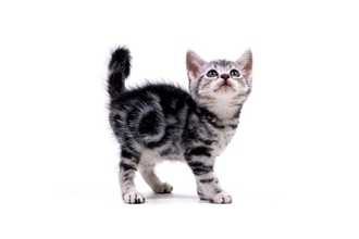 猫を『初めて飼う』ならおすすめしたい猫種3選　それぞれの特徴や魅力、飼いやすい理由まで