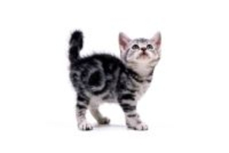 猫を『初めて飼う』ならおすすめしたい猫種3選　それぞれの特徴や魅力、飼いやすい理由まで