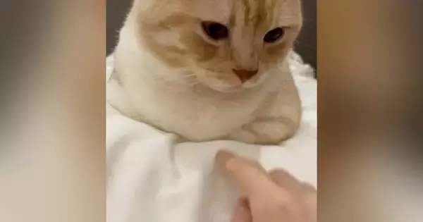 おててないないをしていた猫→胸元に『指ズボ』してみた結果…可愛すぎて笑ってしまう展開が59万再生「私もしたいｗ」「ずるい」と羨望の声