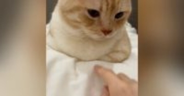 おててないないをしていた猫→胸元に『指ズボ』してみた結果…可愛すぎて笑ってしまう展開が59万再生「私もしたいｗ」「ずるい」と羨望の声
