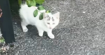 迎えてあげたいけど…声が枯れるまで『鳴き続けた子猫』との出会い→悩んだ末に下した『決断』が……「涙が出た」「本当にありがとう」と45万再生