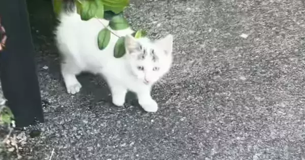 迎えてあげたいけど…声が枯れるまで『鳴き続けた子猫』との出会い→悩んだ末に下した『決断』が……「涙が出た」「本当にありがとう」と45万再生