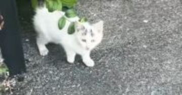 迎えてあげたいけど…声が枯れるまで『鳴き続けた子猫』との出会い→悩んだ末に下した『決断』が……「涙が出た」「本当にありがとう」と45万再生