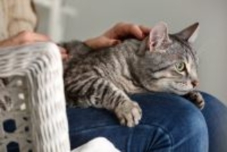 猫が『飼い主と他人』を判別しているポイント3つ　外見が違っても認識できる？