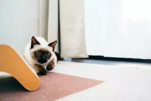 猫が『忍び足』で歩いているときの心理3選　物音を立てずに移動するのはなぜ？