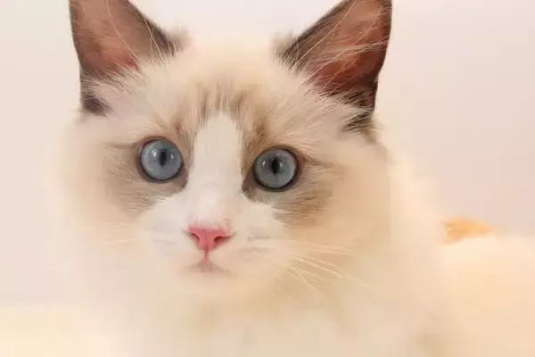 『マンション』でも飼いやすい猫種4選　向いている理由から環境づくりのポイントまで
