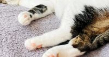 無防備すぎる姿で寝ていた『元野良猫』→顔を見てみたら……笑わずにはいられない光景に「もう戻れないｗ」「幸せいっぱいなんだろうね」と反響