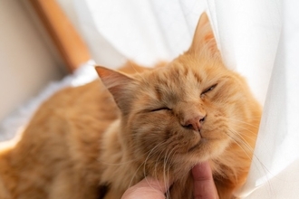 猫が『最高に幸せ』だと感じる瞬間4つ　喜んでいるときのサインや満足している理由も