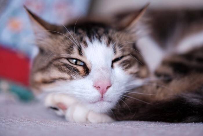 猫が『最高に幸せ』だと感じる瞬間4つ　喜んでいるときのサインや満足している理由も
