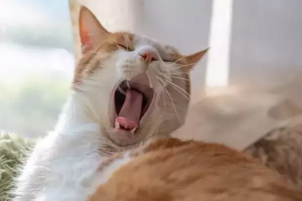 猫が『眠い』ときにするサイン5つ　眠気の見分け方や飼い主が気をつけたいこと