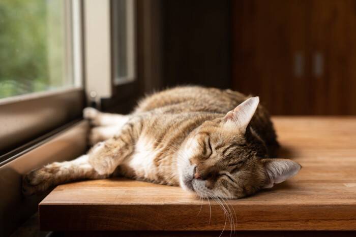 猫が『眠い』ときにするサイン5つ　眠気の見分け方や飼い主が気をつけたいこと