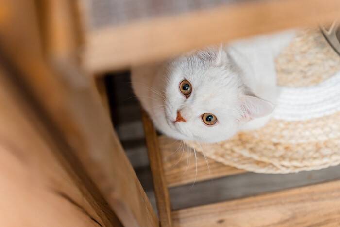 猫があなたに『仲良くなりたい』と伝えているサイン4選　行動に隠されている意味や仲を深める応え方