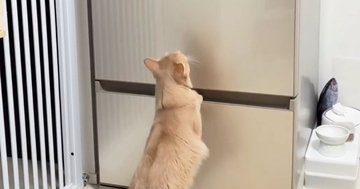 冷蔵庫を一人用からファミリー用に買い替え→猫が見ていると思ったら…予想外の『驚きの行動』が18万再生「身体能力すごっ」「カッコイイ」