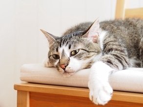 猫が『夏バテ』になっているときのサイン4つ　見逃せない症状から対処法まで解説