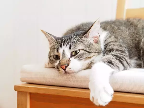 猫が『夏バテ』になっているときのサイン4つ　見逃せない症状から対処法まで解説