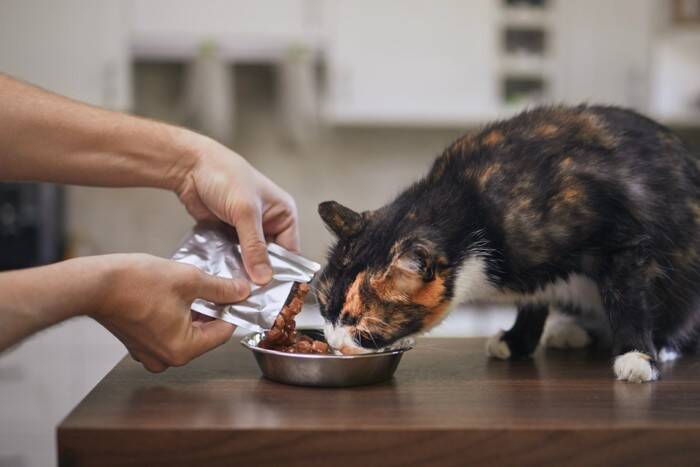 猫が『夏バテ』になっているときのサイン4つ　見逃せない症状から対処法まで解説