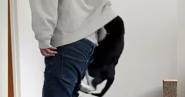 パパのパーカーの中に入ろうとする猫→次々と他の猫も集まってきて…まさかの光景が28万再生「カオスで爆笑したｗ」「愛されてるねｗ」