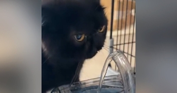 『部活終わりなんだと思う』　自動給水機の前にやってきた黒猫…驚きの『飲みっぷり』に1万いいね「めっちゃ上手」「まさに無我夢中ｗ」
