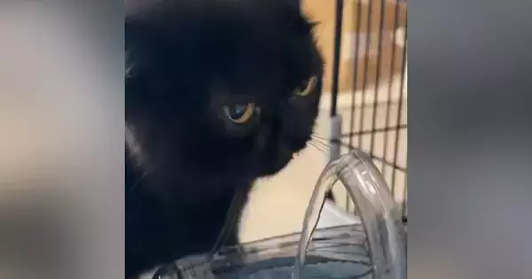 『部活終わりなんだと思う』　自動給水機の前にやってきた黒猫…驚きの『飲みっぷり』に1万いいね「めっちゃ上手」「まさに無我夢中ｗ」