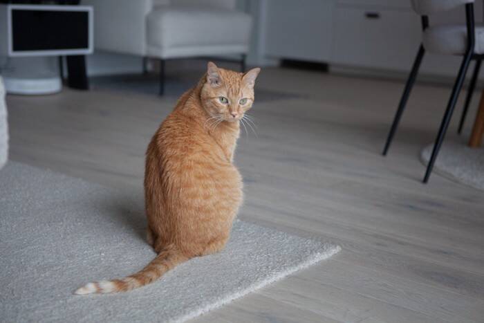 猫ともっと仲良くなれる！研究でわかった「上手な触れ合い方」3つのコツとは？