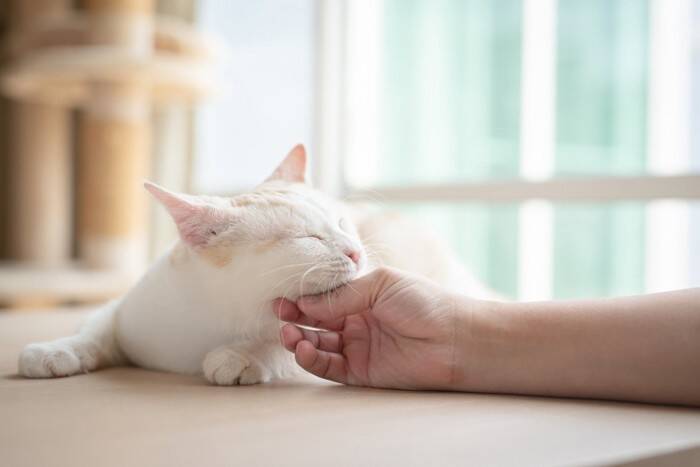 猫ともっと仲良くなれる！研究でわかった「上手な触れ合い方」3つのコツとは？